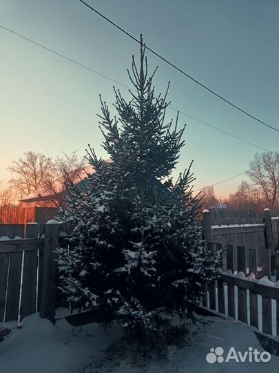 Елка новогодняя живая