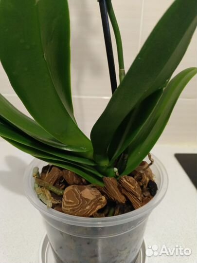 Орхидея фаленопсис