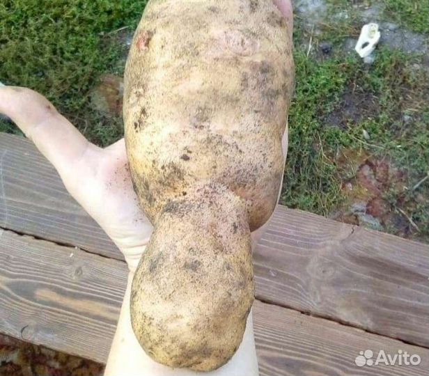 Картофель Американка на семена (цена за кг)