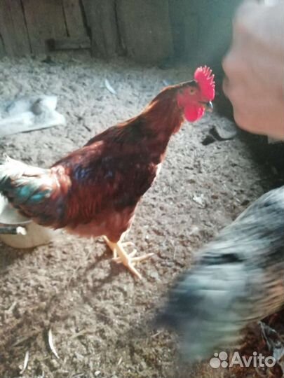 Продаются петухи