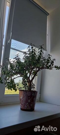 Денежное дерево толстянка крассула