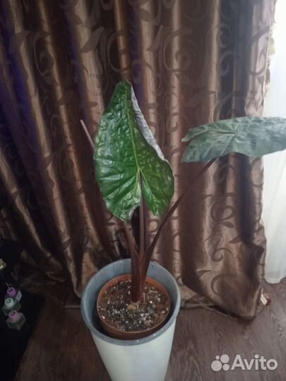 Замиокулькас, Алаказия