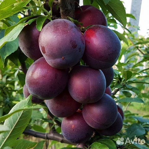 Абрикос Чёрный принц саженцы