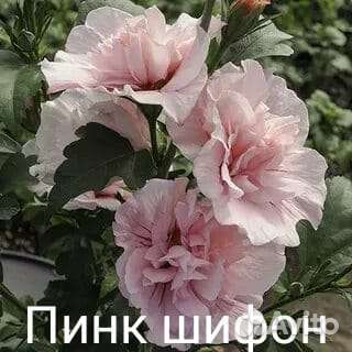 Гибискус махровый саженцы