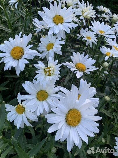 Ромашка садовая крупная