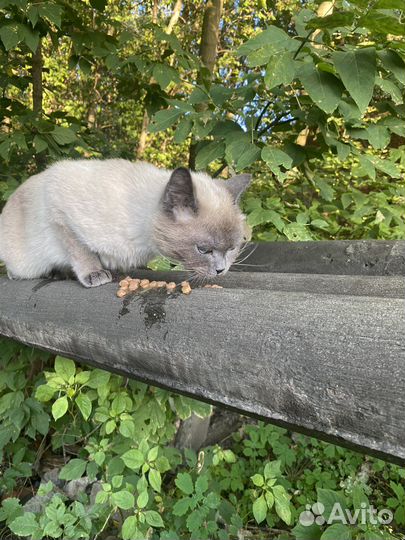 Кошка