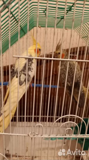 Попугай корелла птенцы