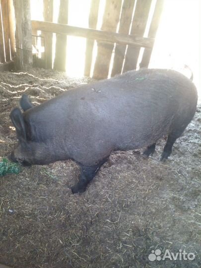 Продам кабанов возраст 3 месяца.Сикач 6лет