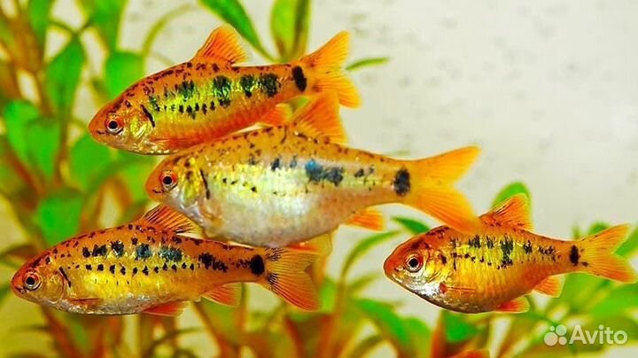 Аквариумные рыбки, растения, корм