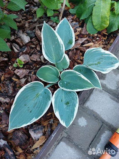 Хоста растение