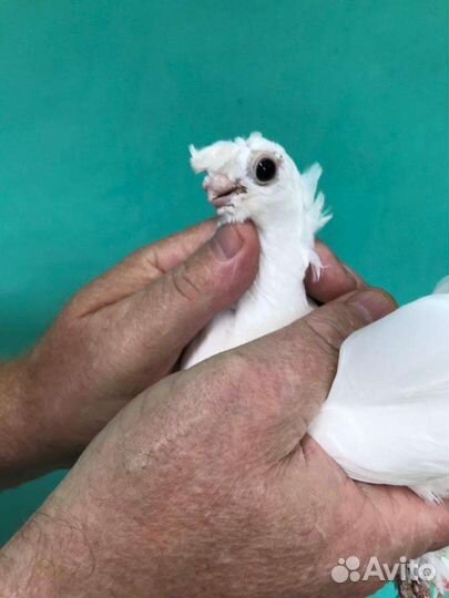 Голуби узбекские