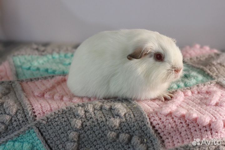 Породистый поросёнок