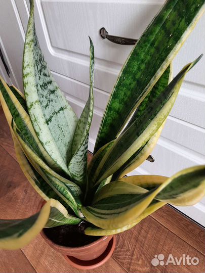 Сансевиерия