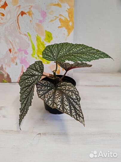 Комнатные растения