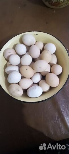 Домашние куриные яйца