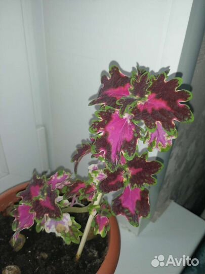 Цветная крапива