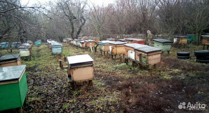 Пчелопакеты 100 шт