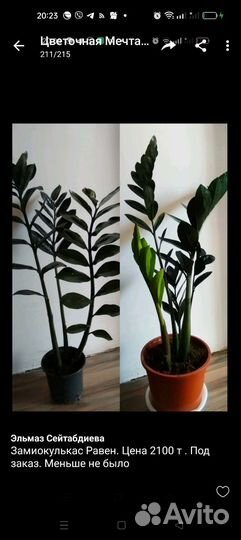 Комнатные растения