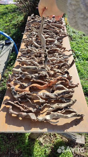 Дрифтвуд Даборатория