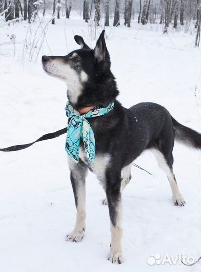 Подарите прогулку животным приюта