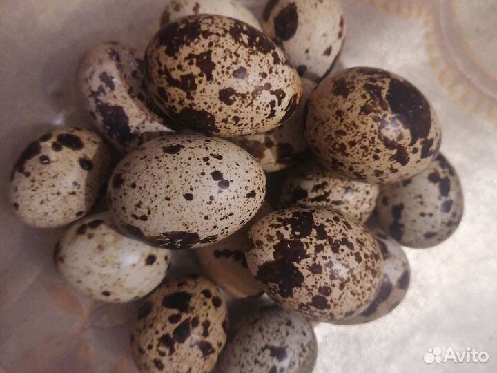 Яйца перепелиные инкубационное