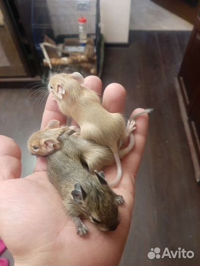 Чилийские белки Дегу малыши песок
