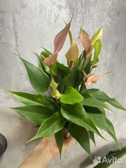 Антуриум цветущий лилли