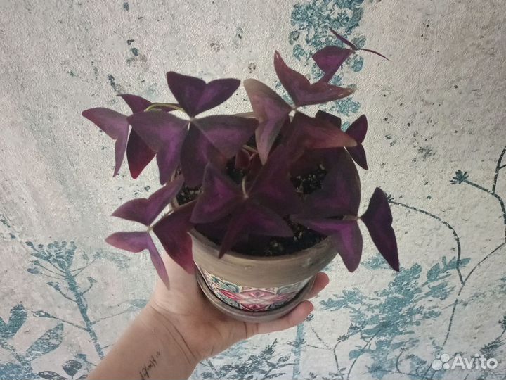 Кислица оксалис