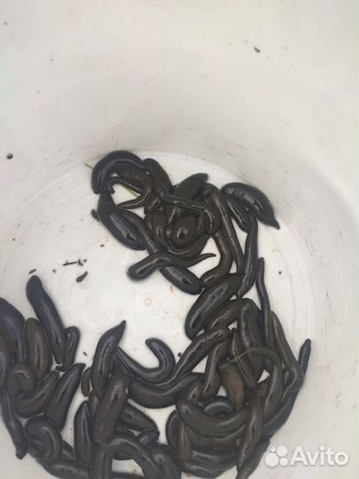 Пиявка для рыбалки