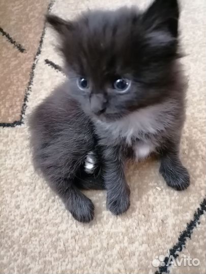 Котята пушистые