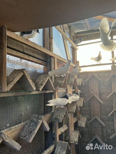 Голуби пермские гривуны