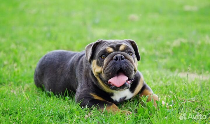 Английский Бульдог девочка голубой триколор