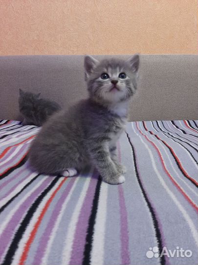 Кошка в дар
