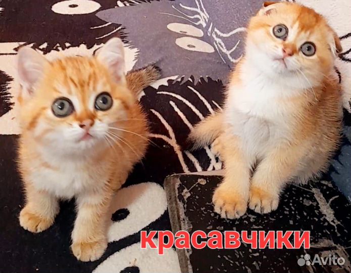 Котик шотландец