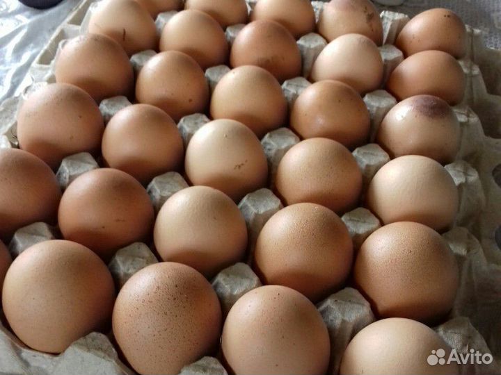 Куриные деревенские яйца