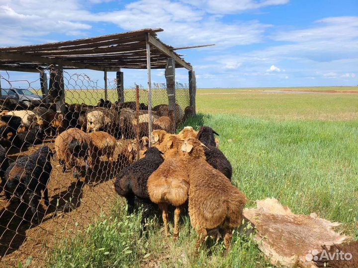 Курдючные бараны овцы