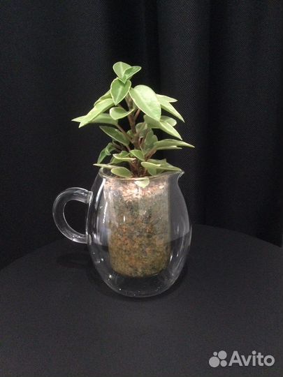 Просто цветы