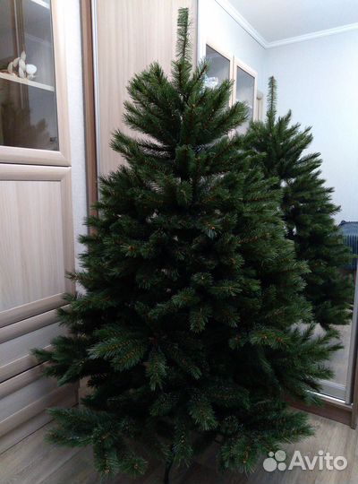 Ель Triumph Тrеe «Леснaя крaсавица»