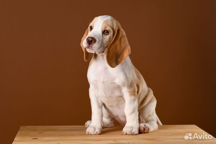 Щенки бигль