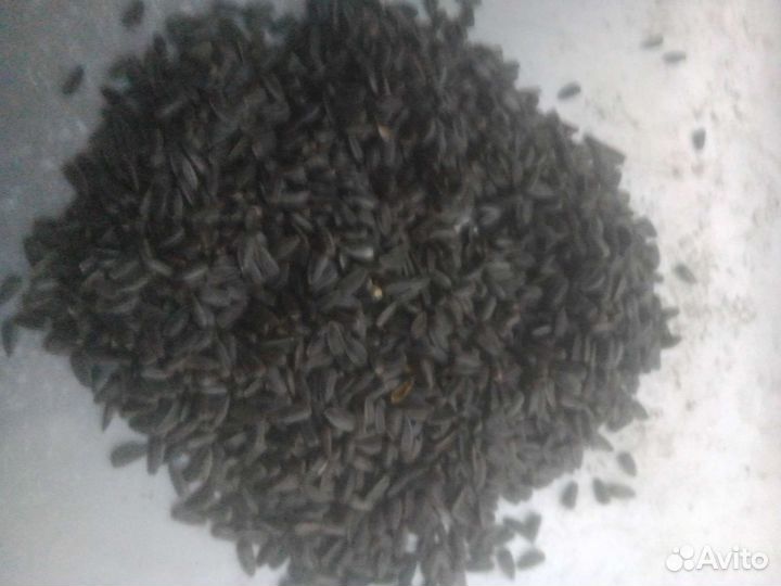 Семечки подсолнечника