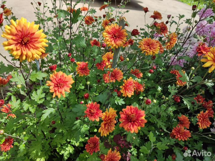 Хризантема, ромашка