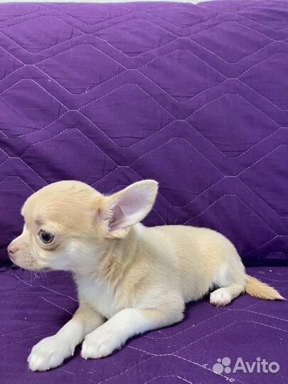 Щенки чихуахуа РКФ