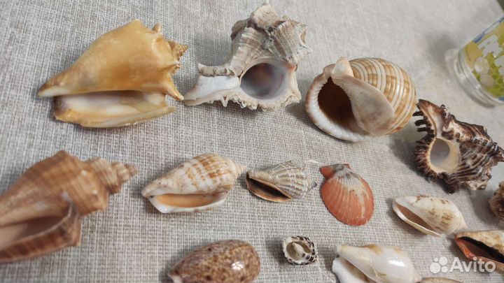 Набор ракушек