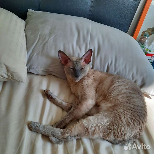 Передержка кошек