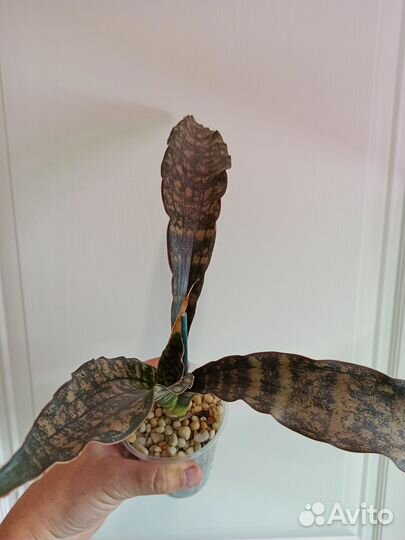 Сансевиерии сортовые