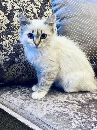 Невская маскарадная метис