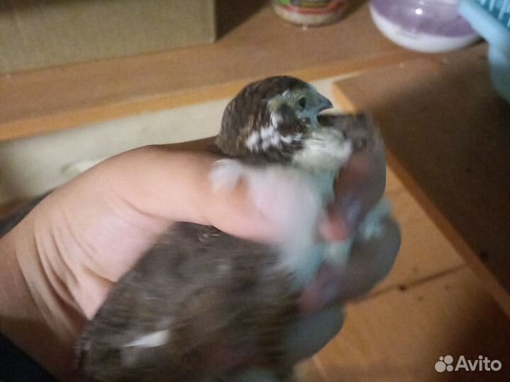 Теханский перепелл