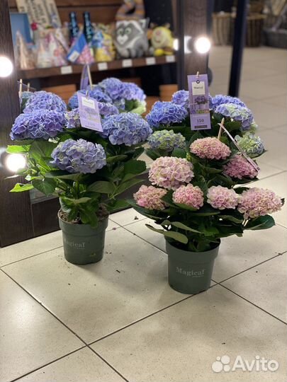 Гортензия микс меджикл