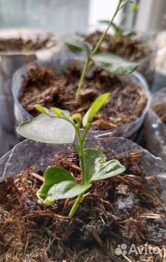 Мурайя метельчатая