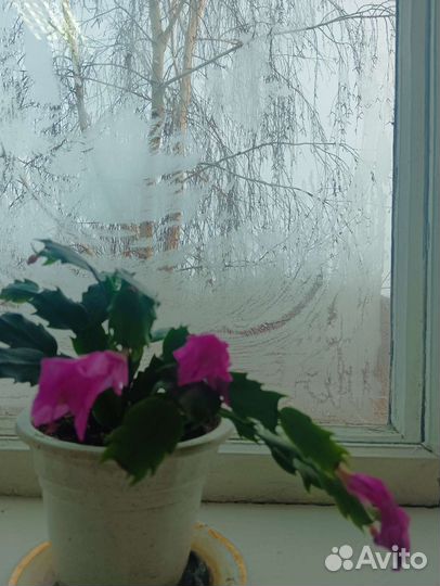 Цветок декабрист